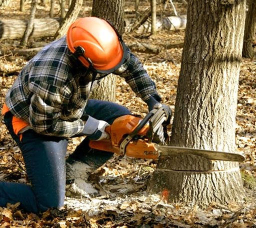 Tree Removal in Stockbridge, WI